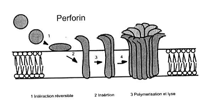 Formation de canaux poly-perforine (Source image: www.ebiologie.fr)